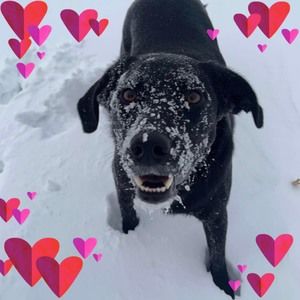 Meet your Posher, Janet